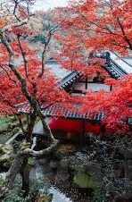艾秋麻豆果冻传媒-艾秋麻豆果冻传媒，创意与艺术的交融